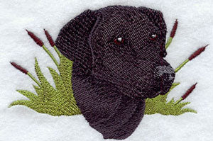 Labrador Retriever Head