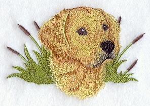 Golden Retriever Head