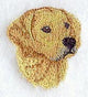Golden Retriever Head