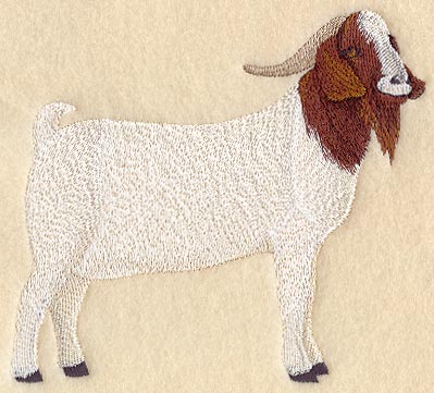 Boer Goat
