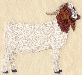 Boer Goat