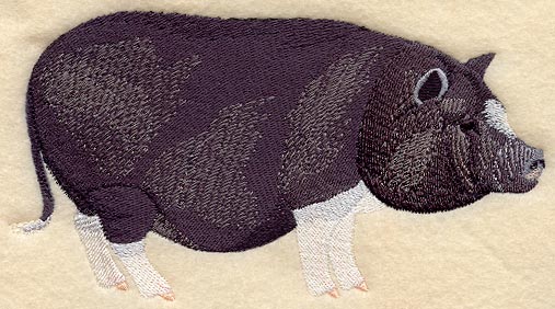 Potbelly Pig