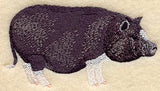 Potbelly Pig