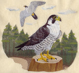 Peregrine Falcon Scene