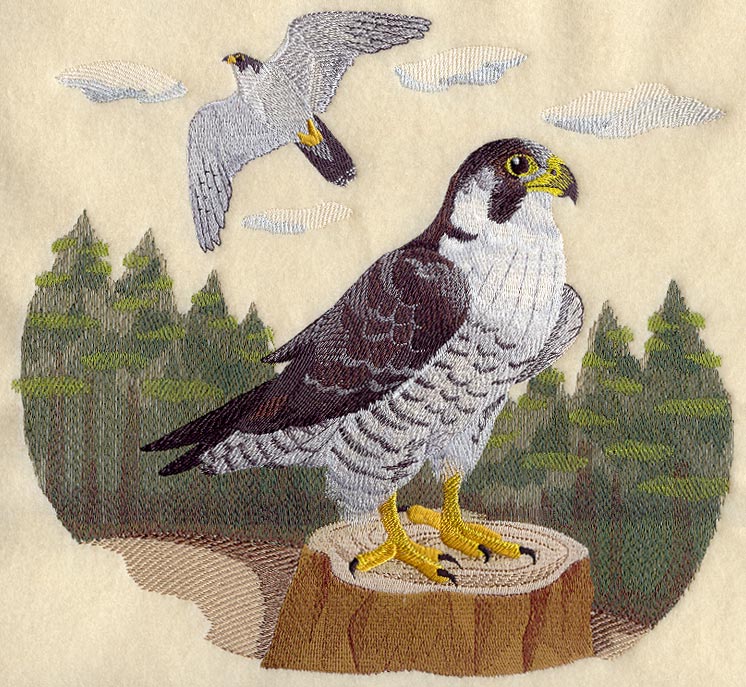 Peregrine Falcon Scene