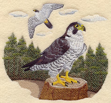 Peregrine Falcon Scene