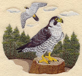 Peregrine Falcon Scene