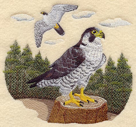 Peregrine Falcon Scene