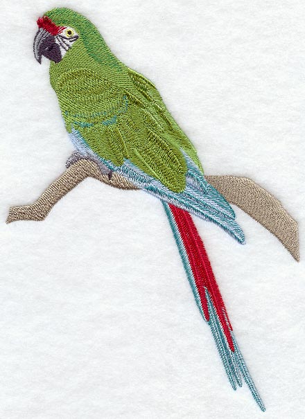 Military Macaw