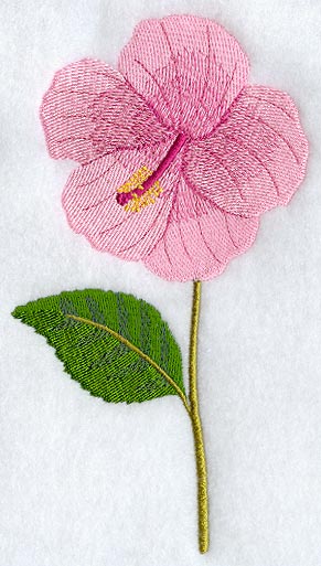 Hibiscus