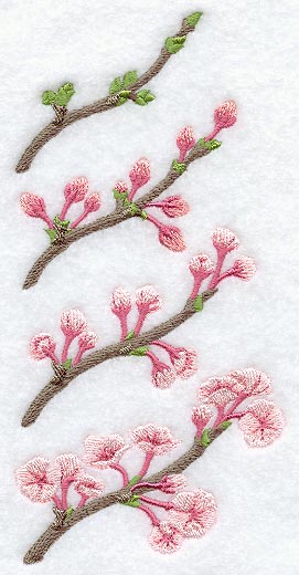 Growing Cherry Blossoms