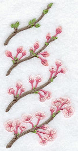 Growing Cherry Blossoms