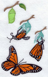 Monarch Butterfly from Cocoon