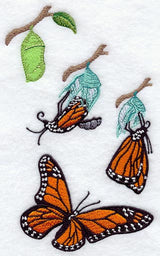Monarch Butterfly from Cocoon