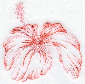 Hibiscus