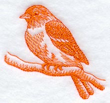 Baltimore Oriole (Toile)