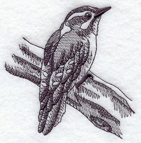 Downy Woodpecker (Toile)