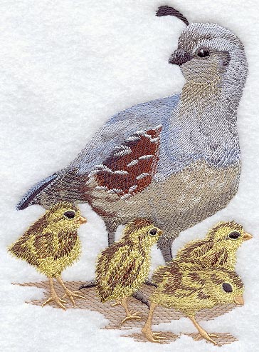 Gambel's Quail and Chicks