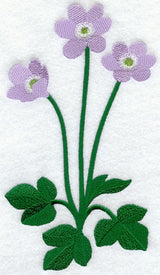 Hepatica (Long-Stemmed)