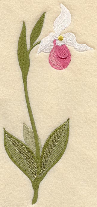 Ladyslipper (Long-Stemmed)