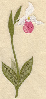 Ladyslipper (Long-Stemmed)