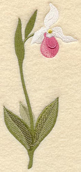 Ladyslipper (Long-Stemmed)