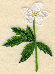 Canada Anemone