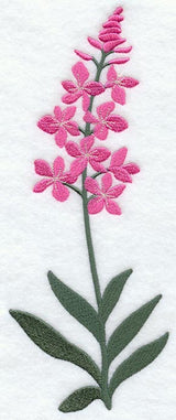 Fireweed (Long-Stemmed)