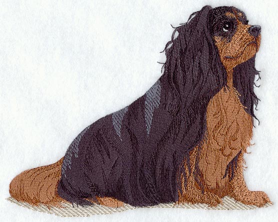 Cavalier King Charles Spaniel