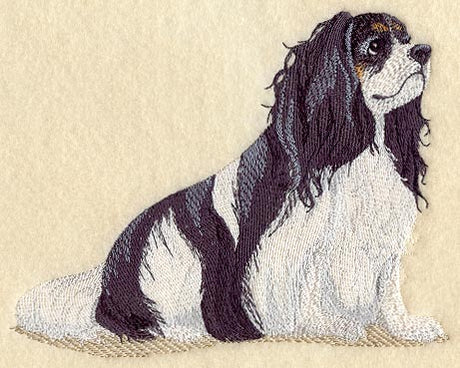 Cavalier King Charles Spaniel