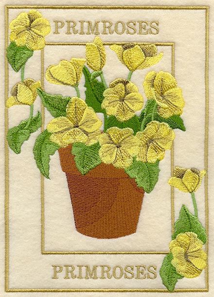 Potted Primroses Medley