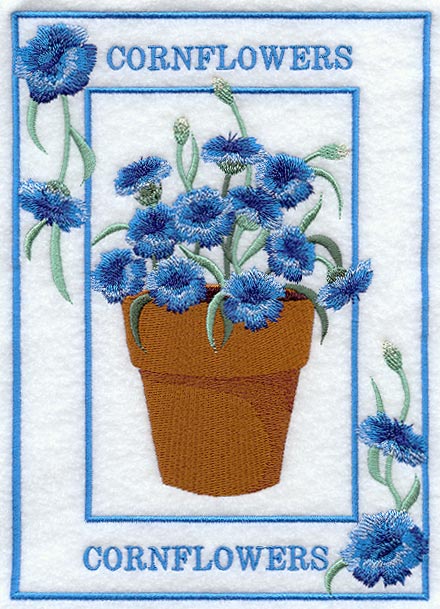 Potted Cornflowers Medley