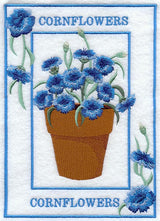 Potted Cornflowers Medley