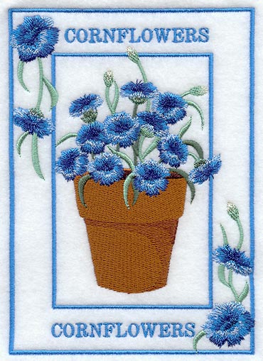 Potted Cornflowers Medley