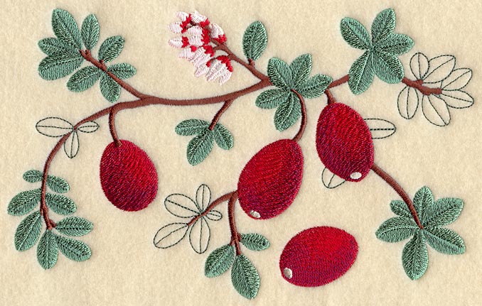 Cranberry Botanical