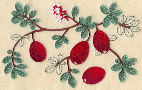 Cranberry Botanical
