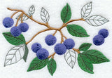 Blueberry Botanical