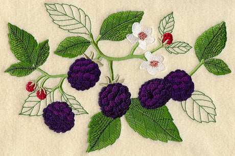 Blackberry Botanical