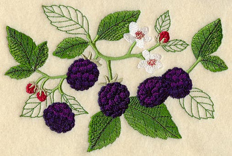 Blackberry Botanical