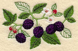 Blackberry Botanical
