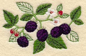 Blackberry Botanical