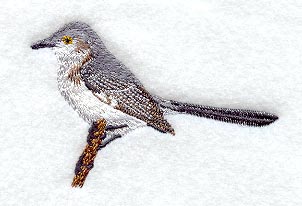 Perching Mockingbird