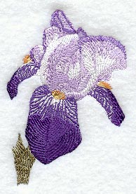 Purple Iris