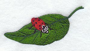 Ladybug on Leaf