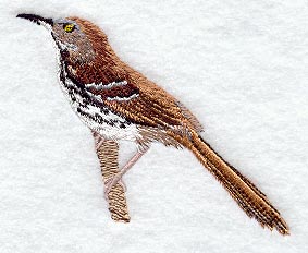 Brown Thrasher