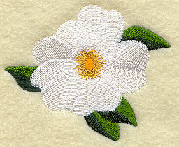 Cherokee Rose