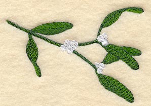 Mistletoe