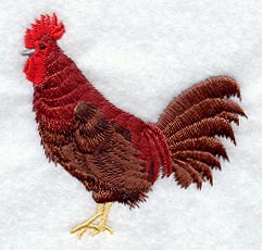 Rhode Island Red