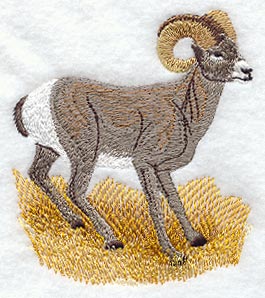 Bighorn Sheep
