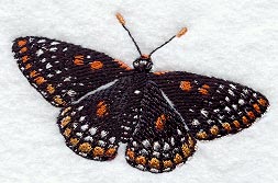 Baltimore Checkerspot Butterfly